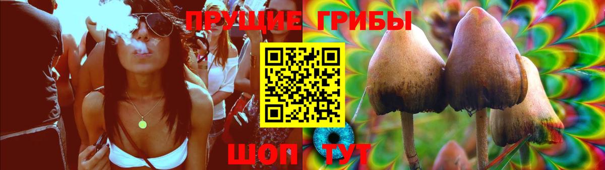 Псилоцибиновые грибы Psilocybine cubensis Кимры